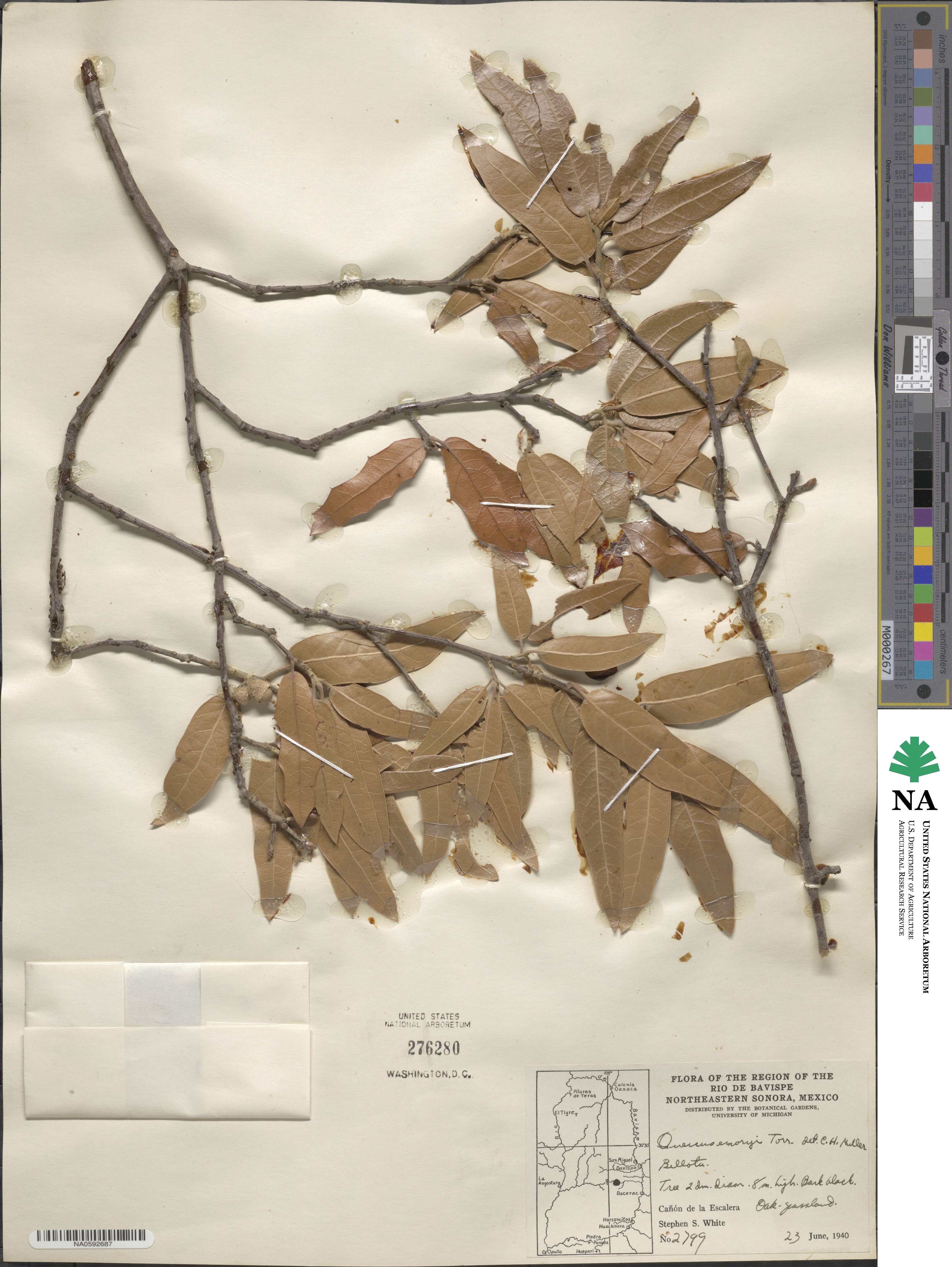 Quercus emoryi image