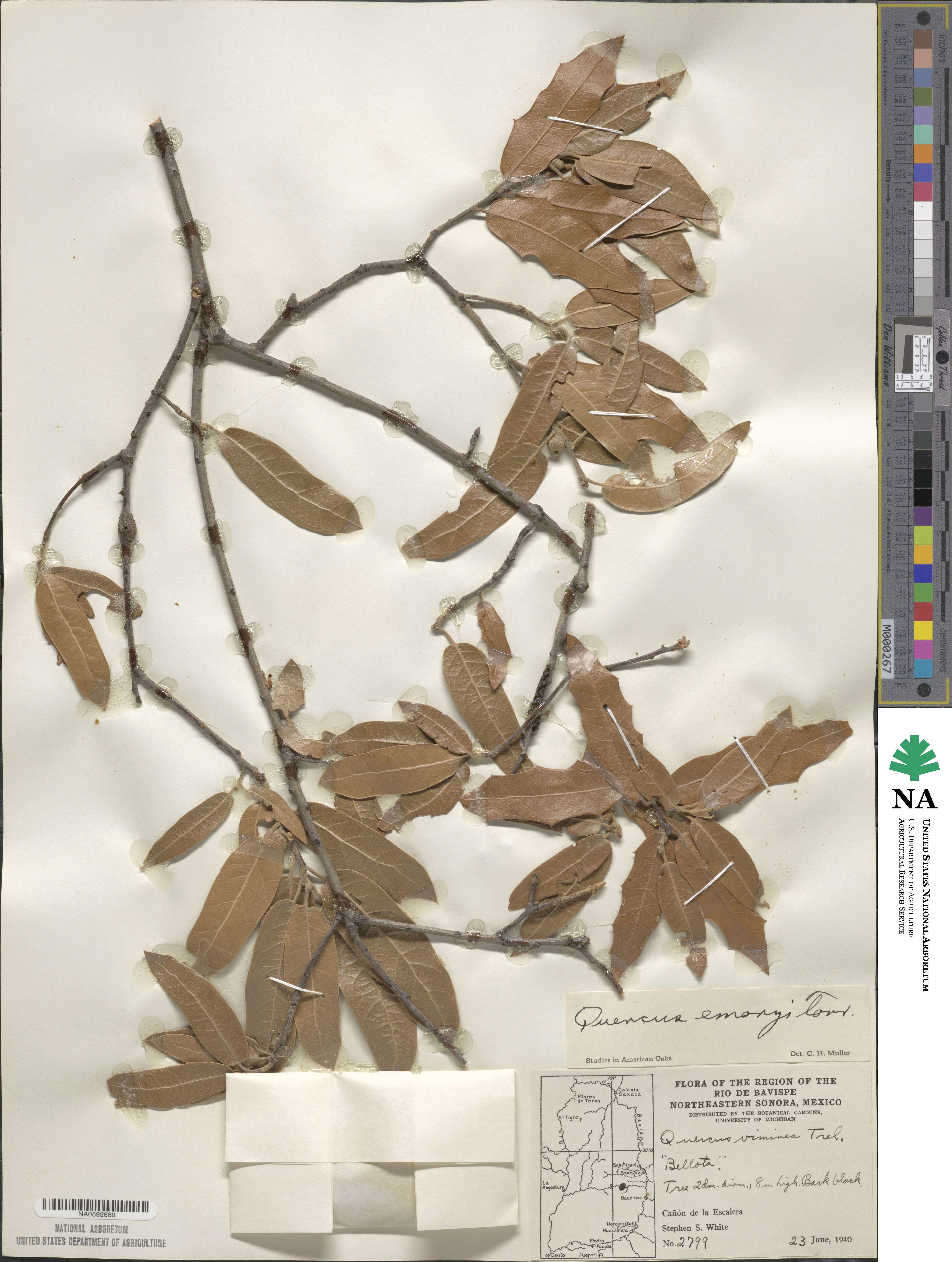 Quercus emoryi image