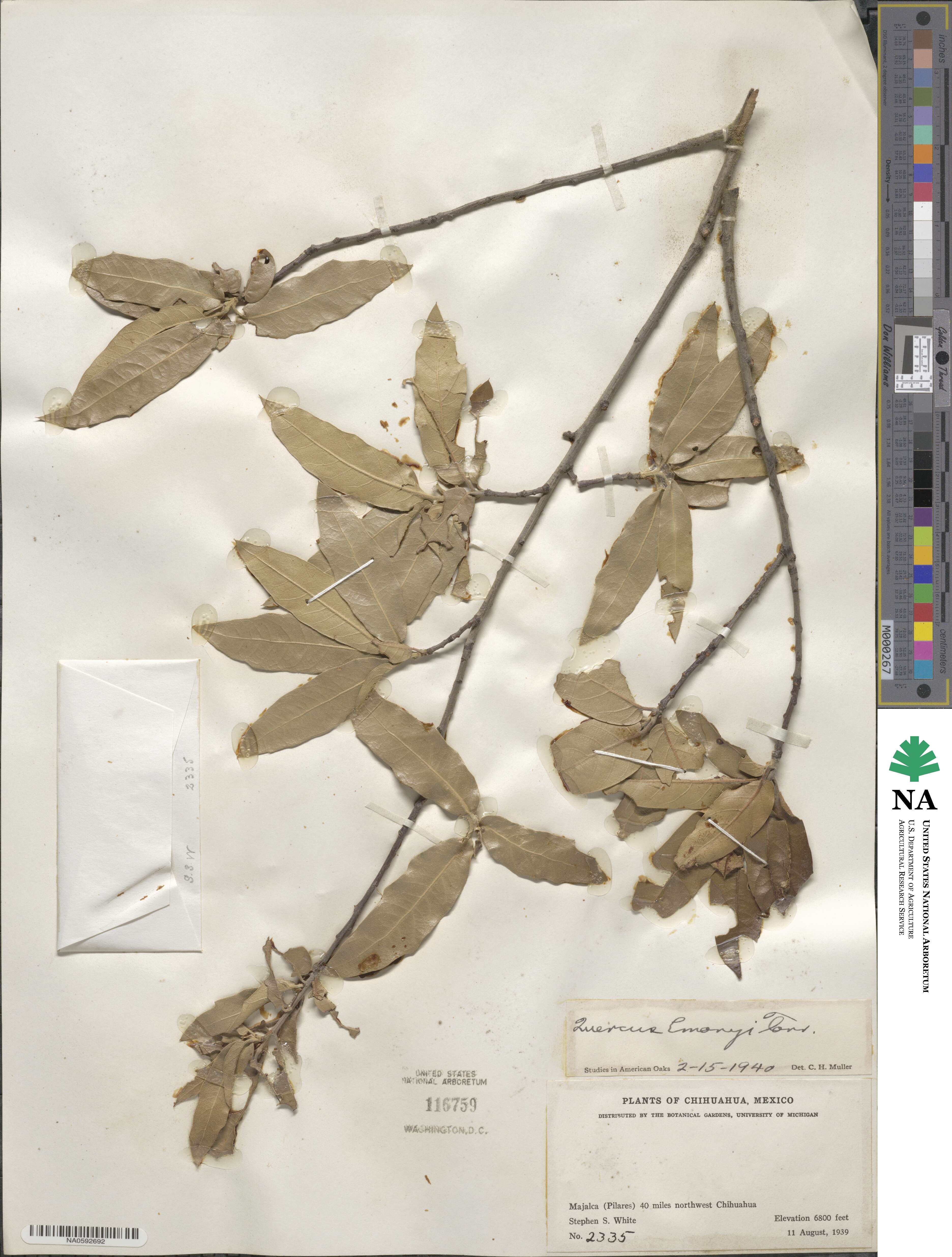 Quercus emoryi image