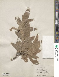 Quercus arizonica image