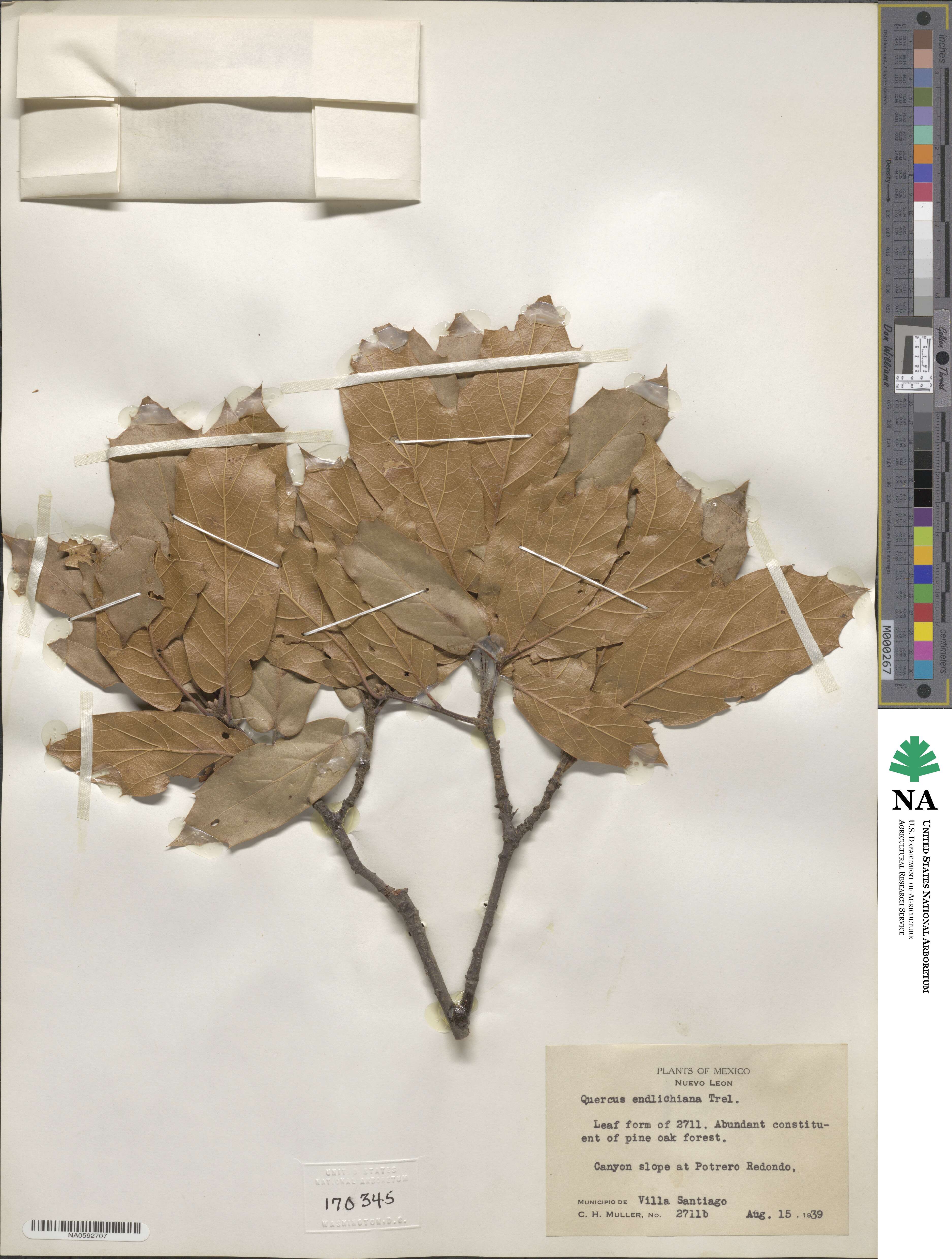 Quercus jonesii image