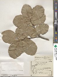 Quercus jonesii image