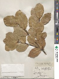 Quercus jonesii image