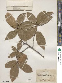 Quercus jonesii image