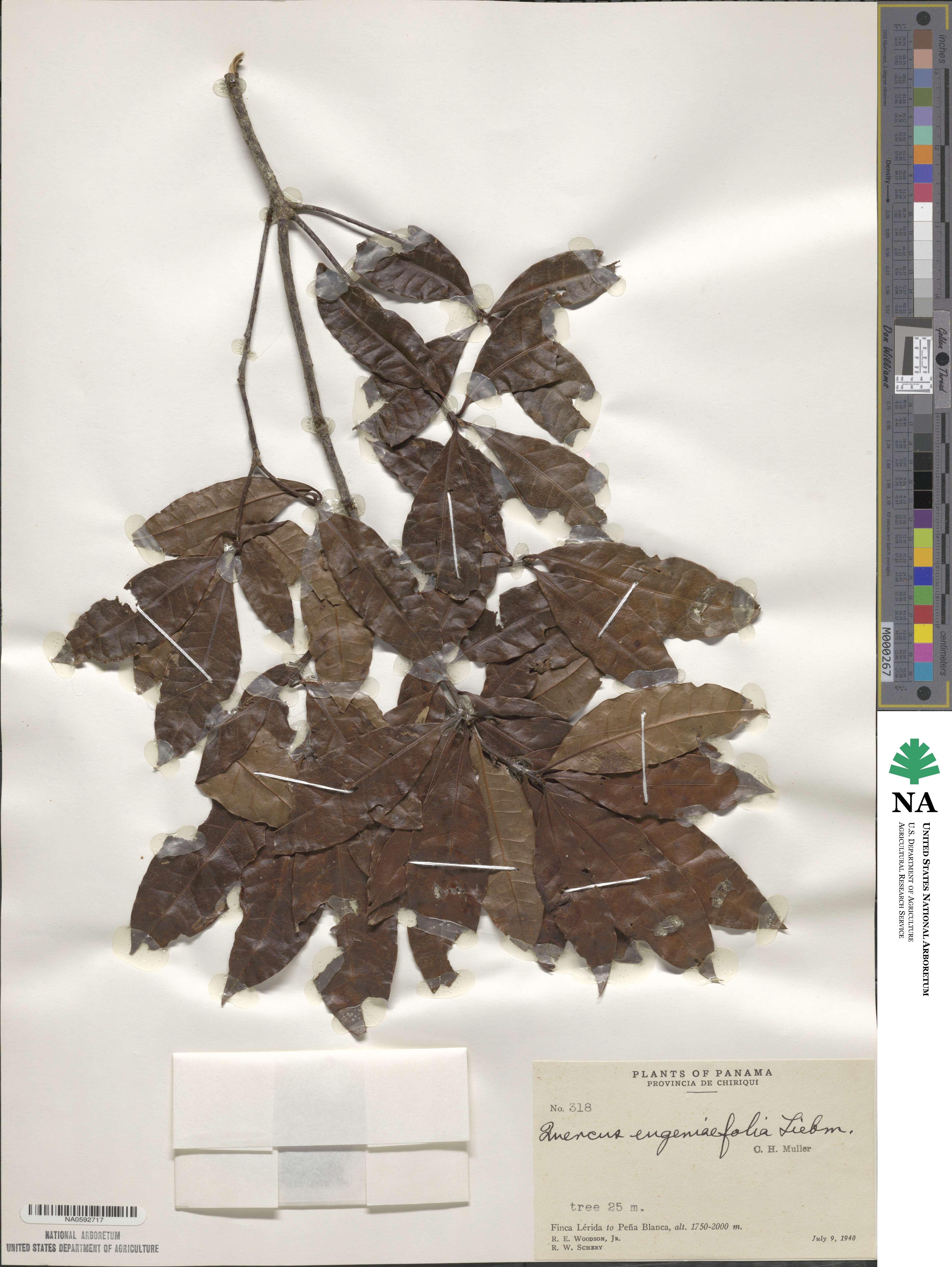 Quercus eugeniifolia image