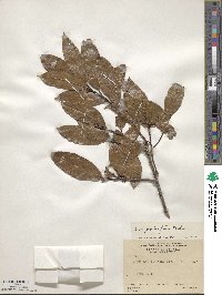 Quercus eugeniifolia image