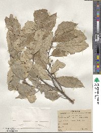 Quercus sideroxyla image