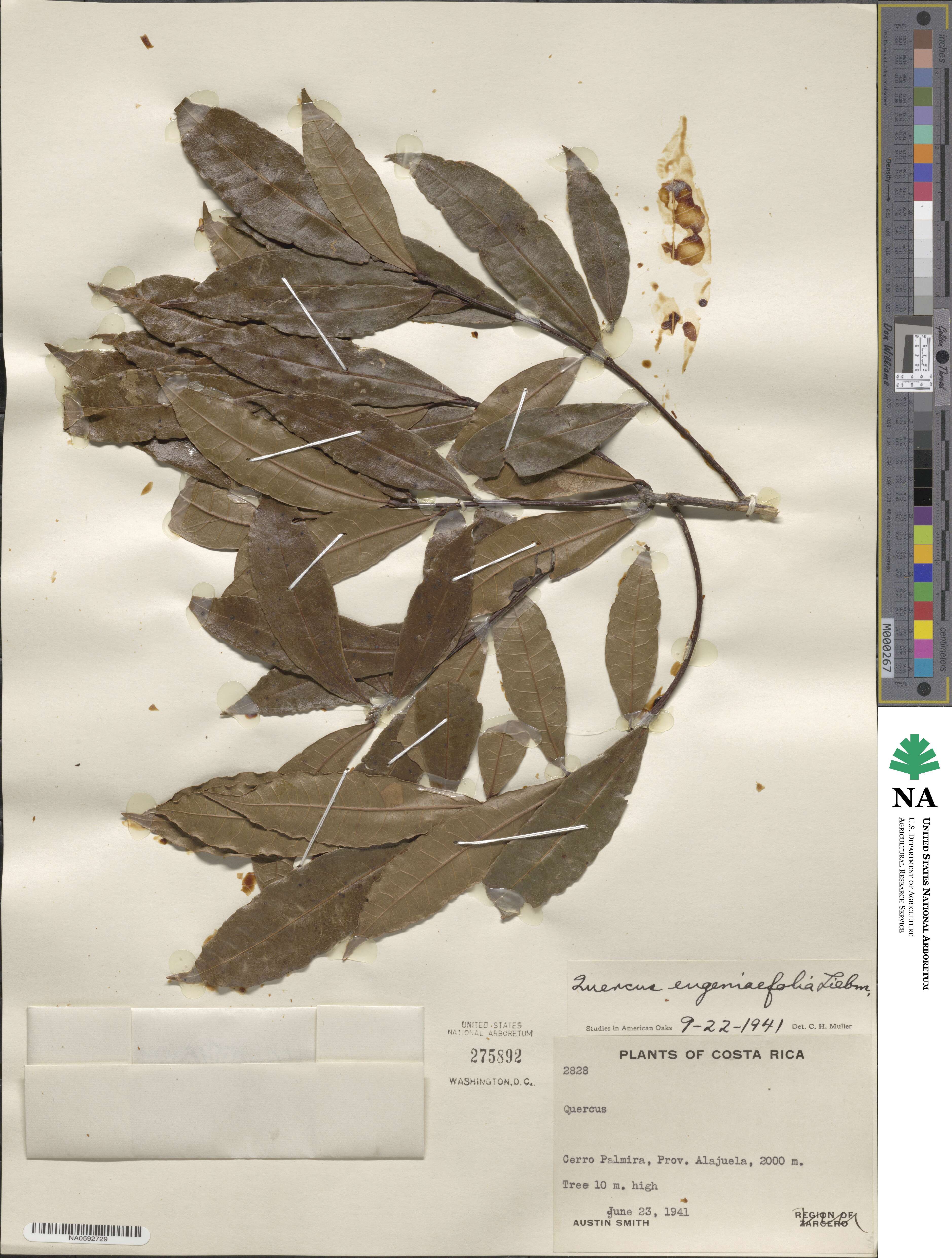 Quercus eugeniifolia image