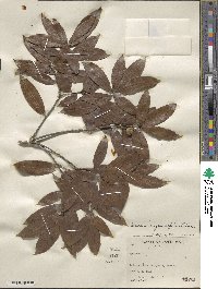 Quercus eugeniifolia image