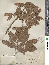 Quercus elliptica image