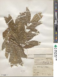 Quercus seemannii image