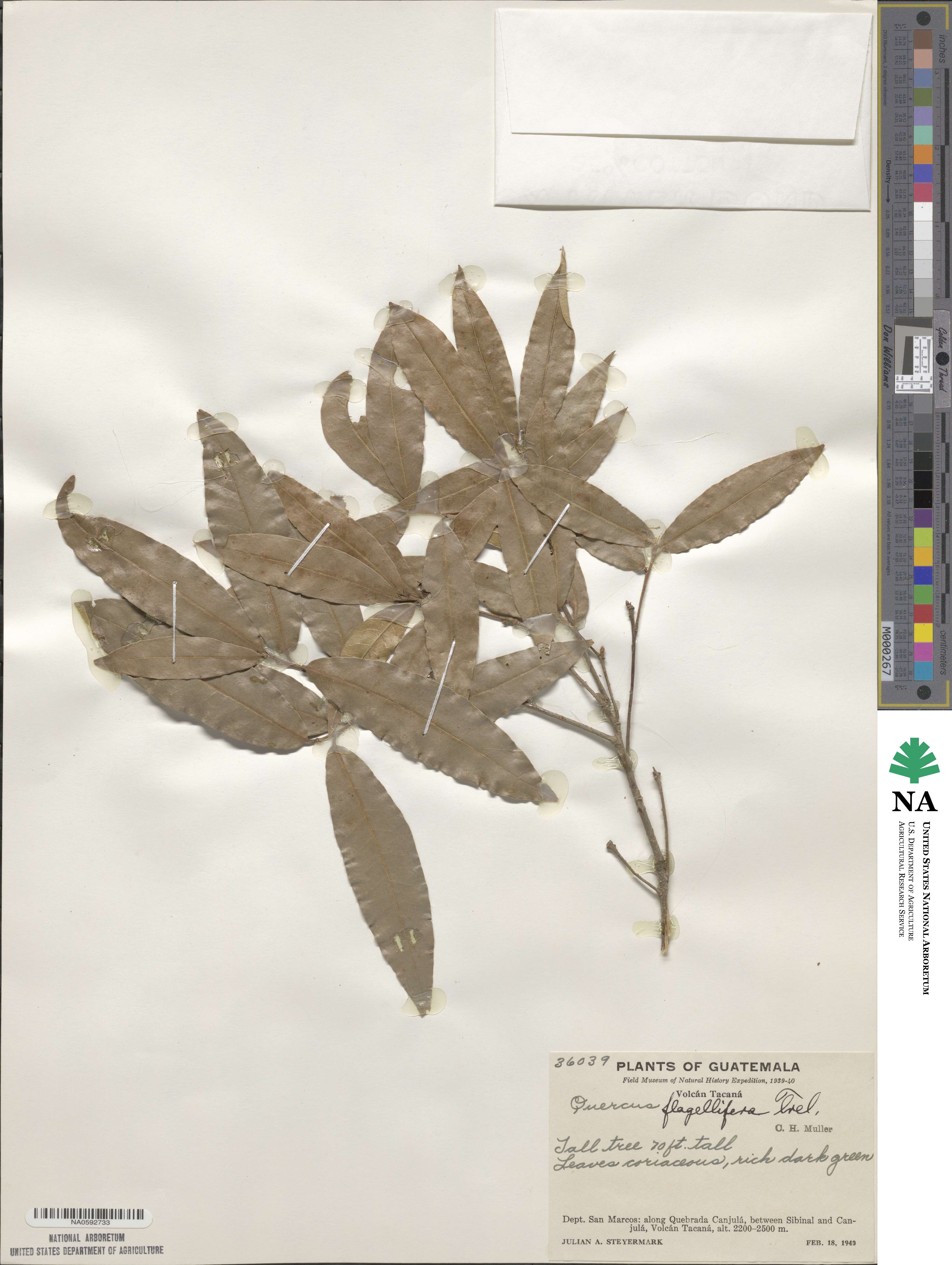 Quercus seemannii image