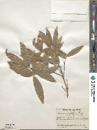 Quercus seemannii image