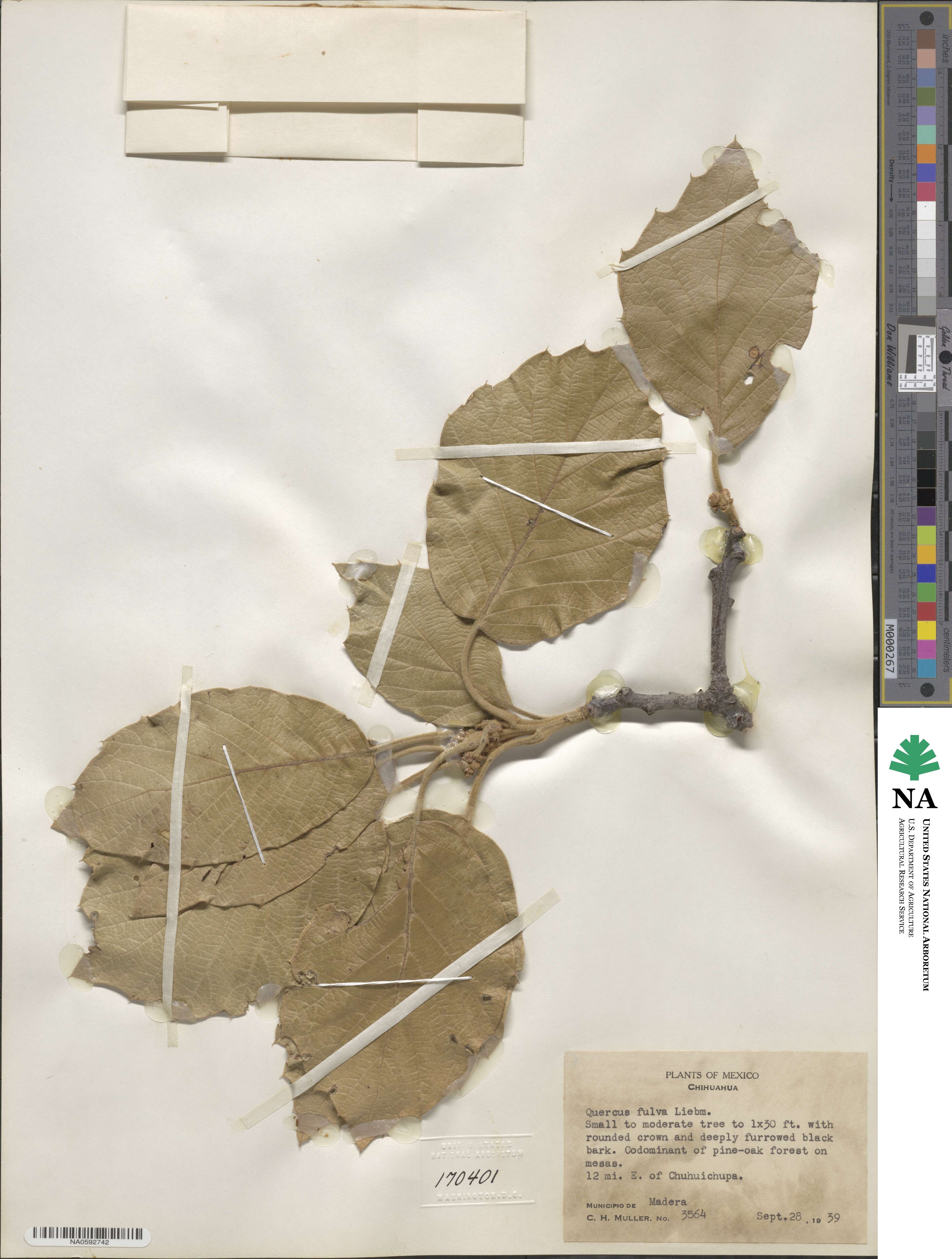 Quercus fulva image