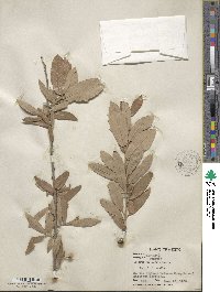 Quercus fusiformis image