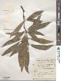 Quercus confertifolia image