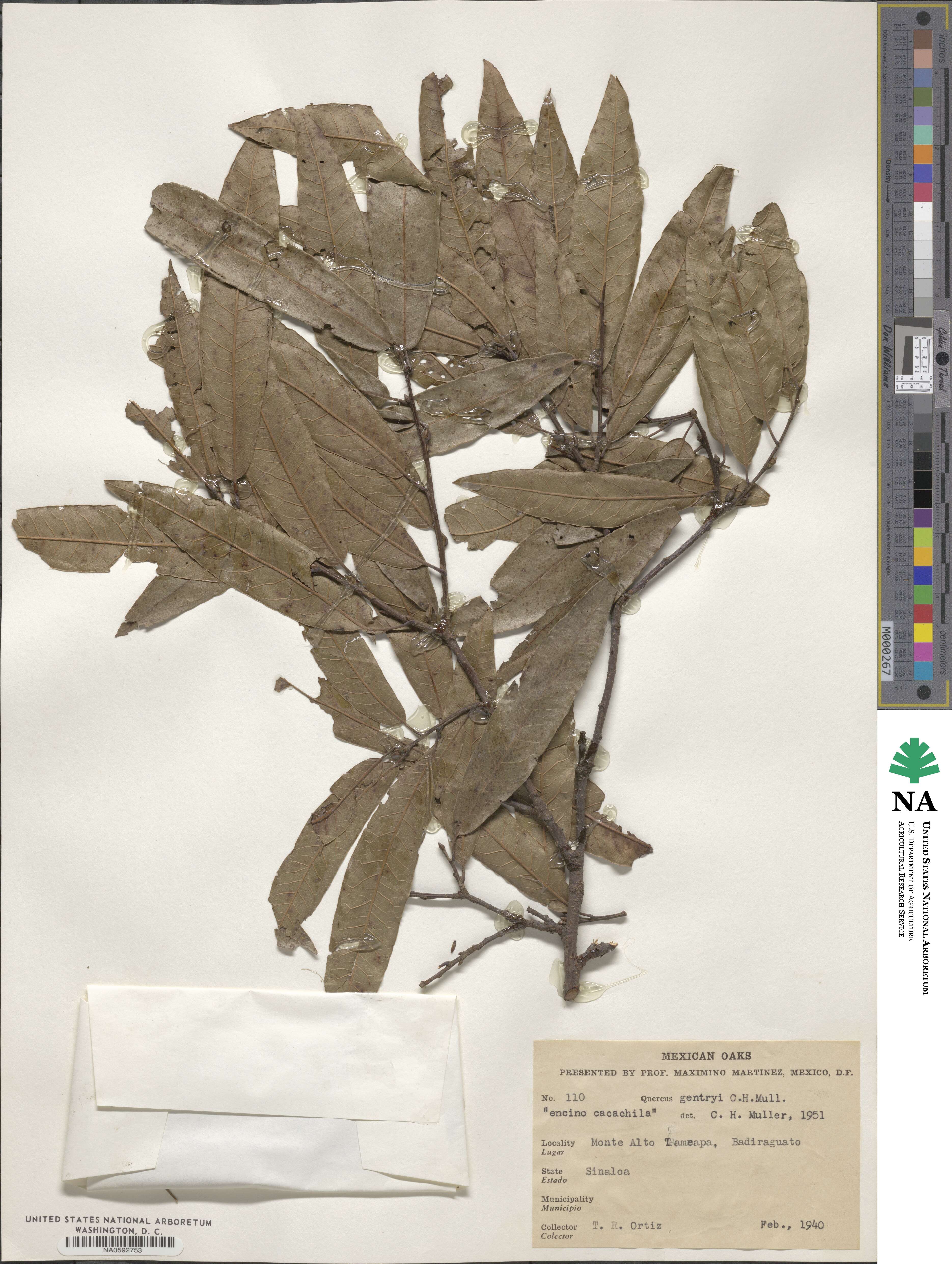 Quercus confertifolia image