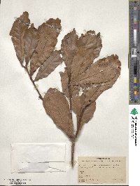 Quercus glaucescens image