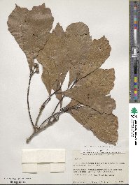 Quercus glaucescens image