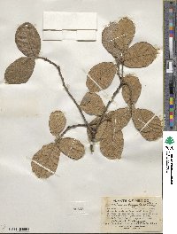 Quercus greggii image