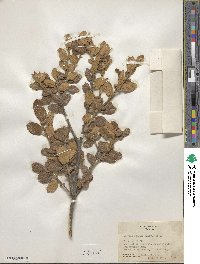 Quercus greggii image