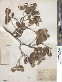 Quercus greggii image