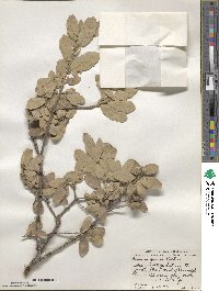 Quercus grisea image