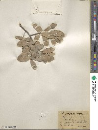 Quercus grisea image