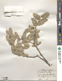 Quercus grisea image