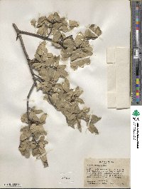 Quercus grisea image