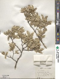 Quercus grisea image