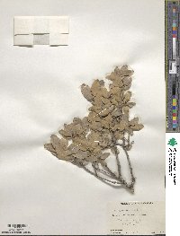 Quercus grisea image