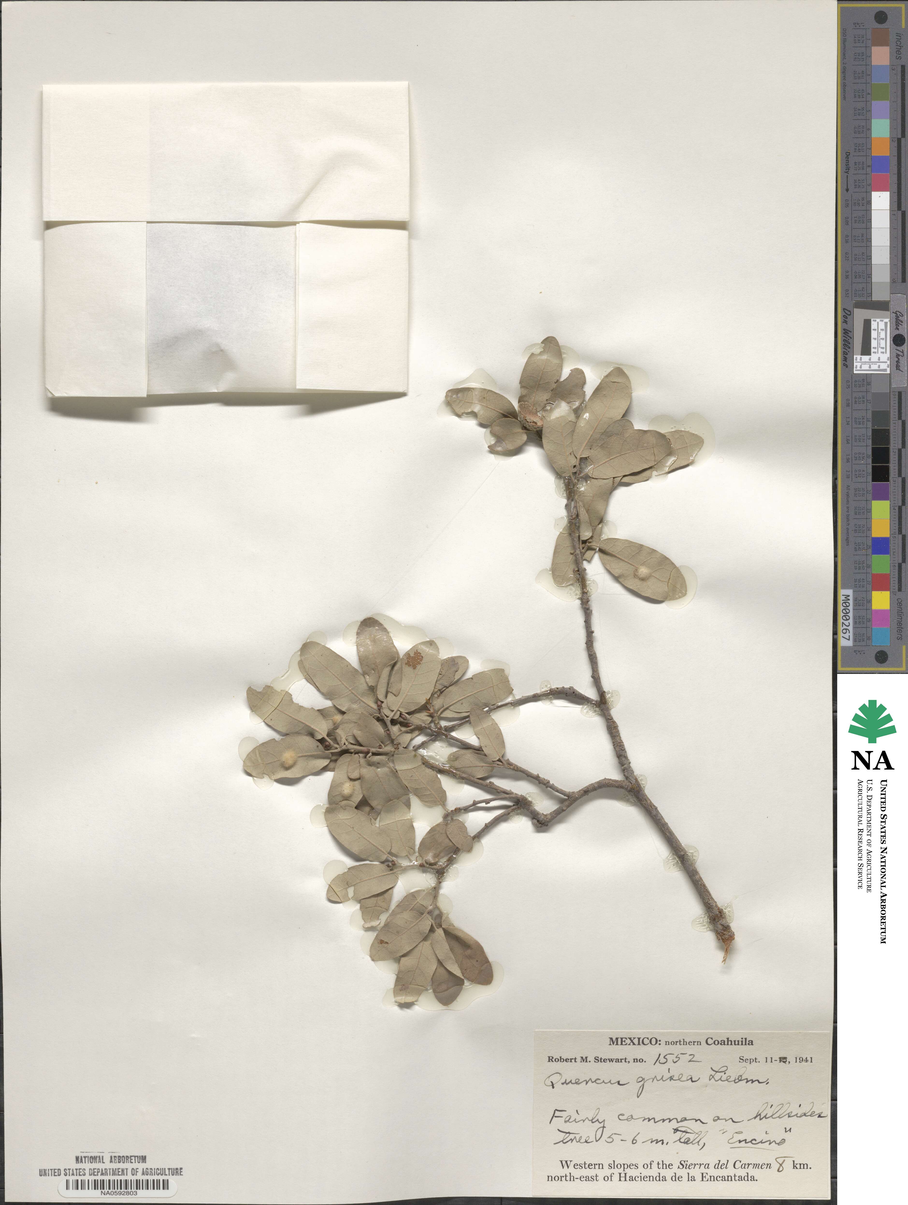 Quercus grisea image