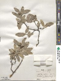 Quercus grisea image