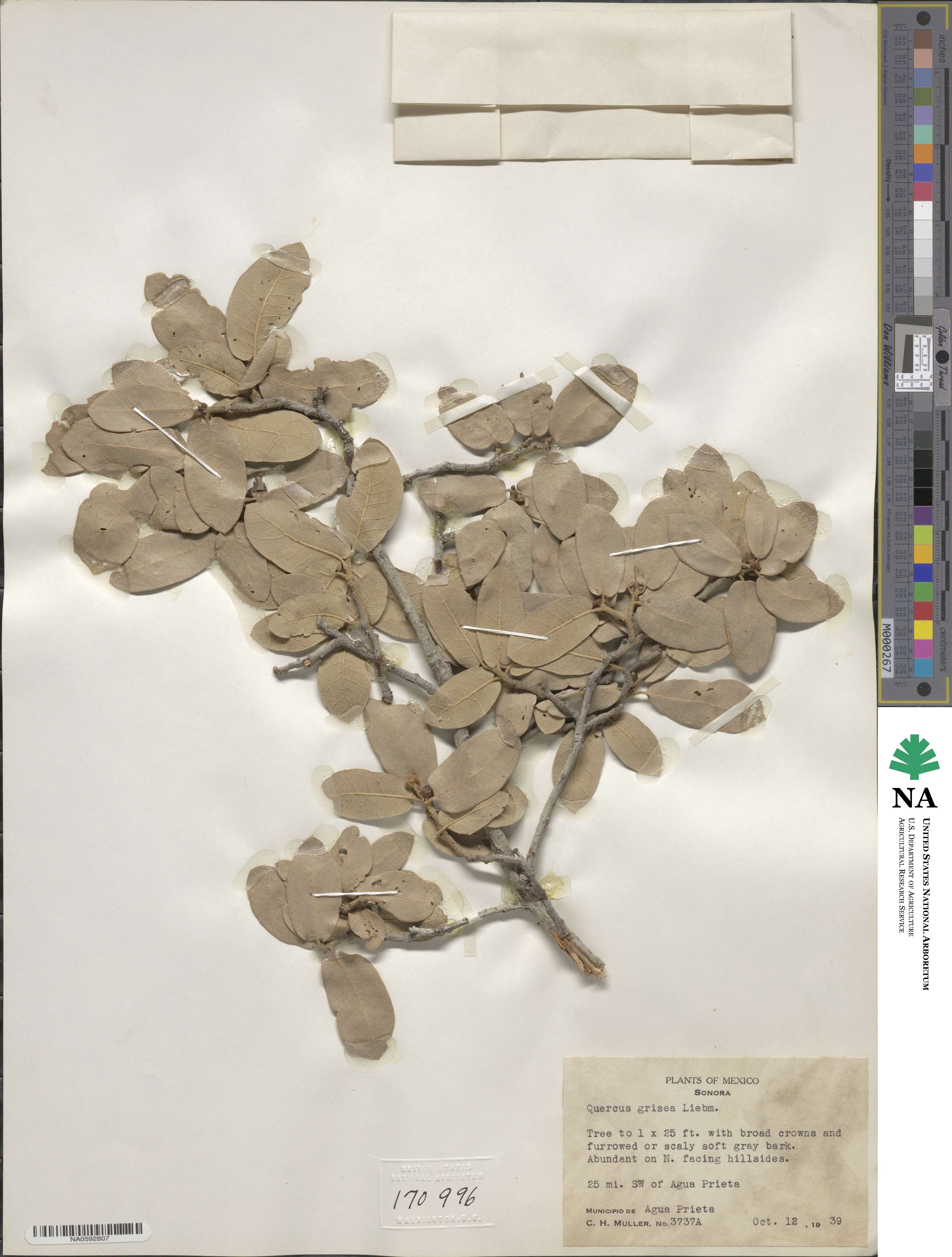 Quercus grisea image