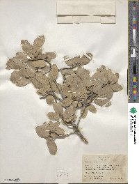 Quercus grisea image