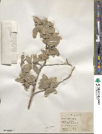 Quercus grisea image