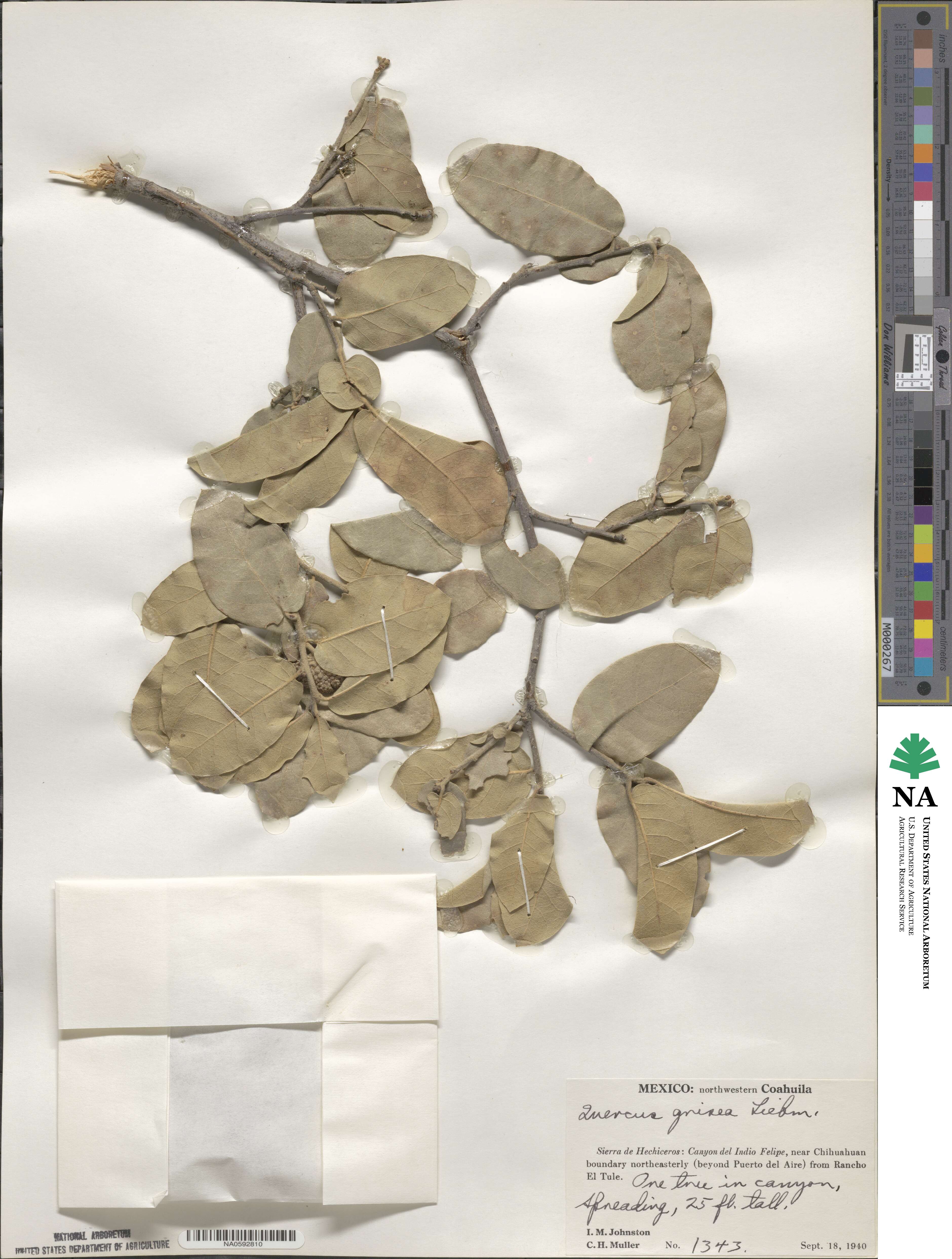 Quercus grisea image