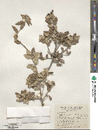 Quercus grisea image