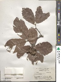 Quercus obtusata image