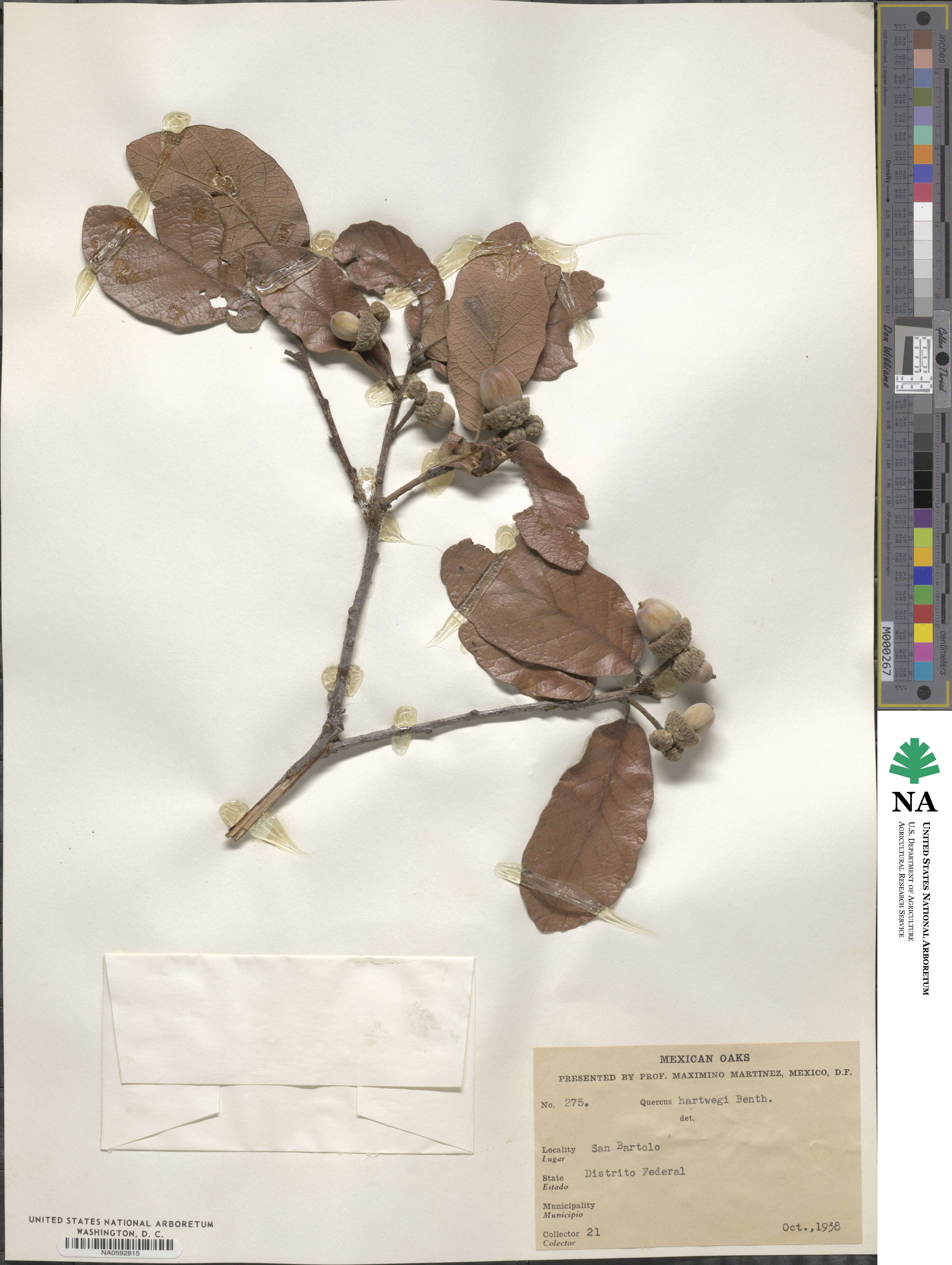 Quercus obtusata image