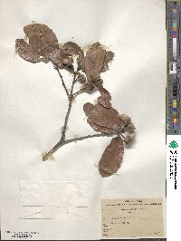 Quercus obtusata image