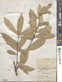 Quercus hypoleucoides image