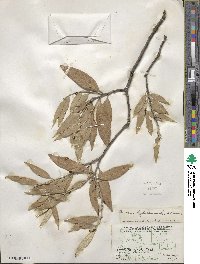 Quercus hypoleucoides image