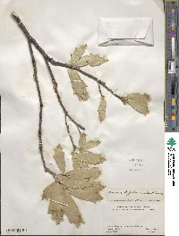 Quercus hypoleucoides image