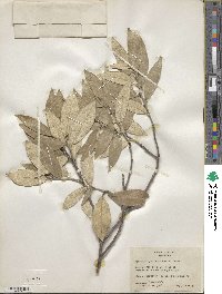 Quercus hypoleucoides image