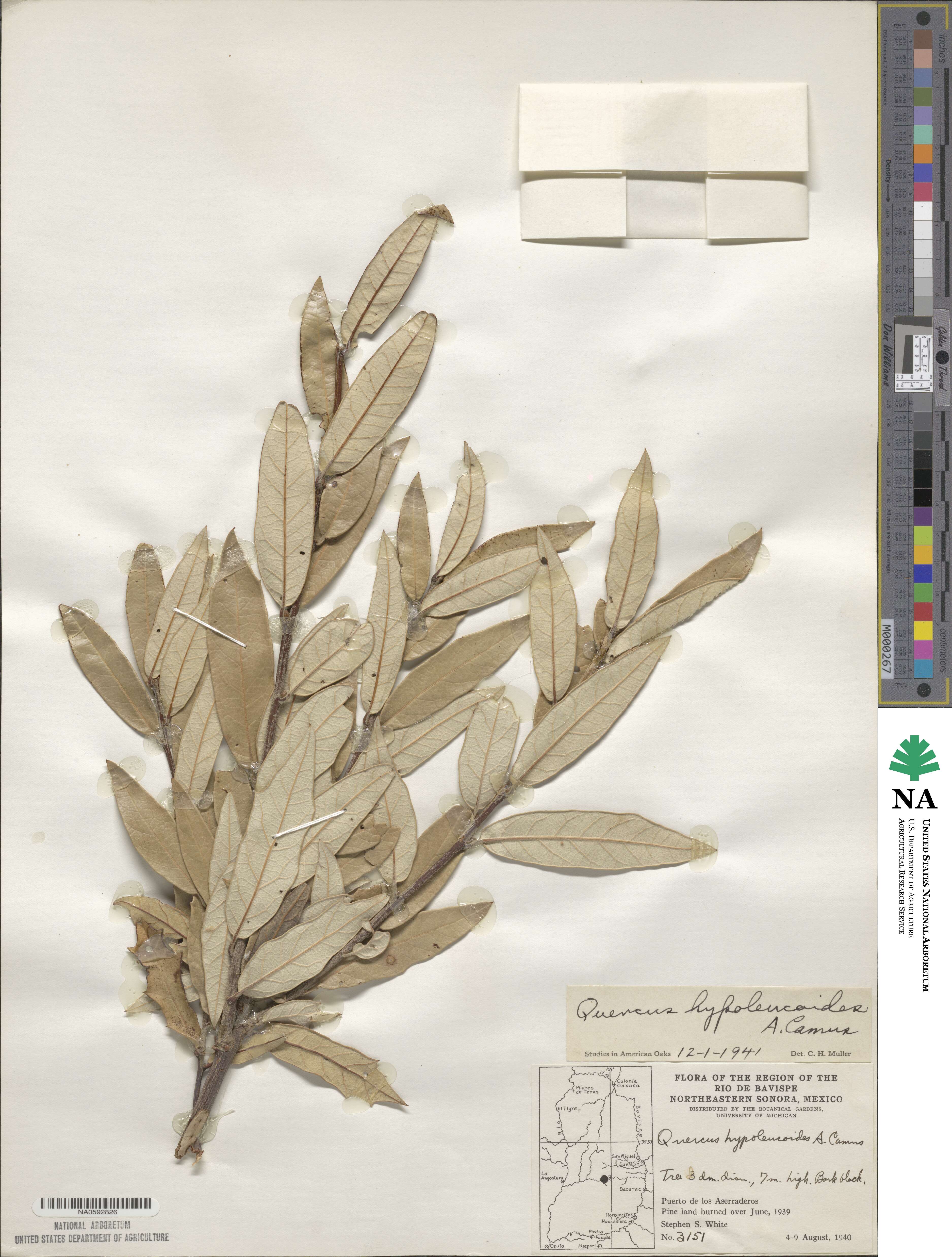 Quercus hypoleucoides image