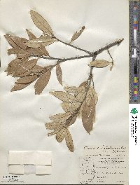 Quercus hypoleucoides image