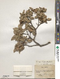 Quercus hypoxantha image