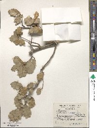 Quercus hypoxantha image